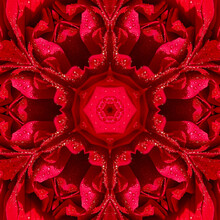 Abstract Background Of Rose Flower With Water Drops Pattern Of A Kaleidoscope. Red Black Background Fractal Mandala. Abstract Kaleidoscopic Arabesque. Geometrical Ornament Floral Seamless Pattern