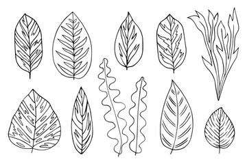 Wall Mural - Set collection plants leave hand drawn vector. Drawing beautiful leaves, a decorative tropical set