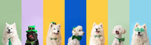 Festive Collage For St. Patrick's Day Celebration With Cute Dogs On Color Background