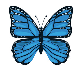 blue beauty butterfly insect