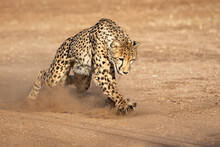 Powerful Cheetah Chases With Claws