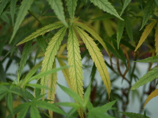 Cannabis leaves show signs of yellowing from potassium deficiency. nutrient deficiency