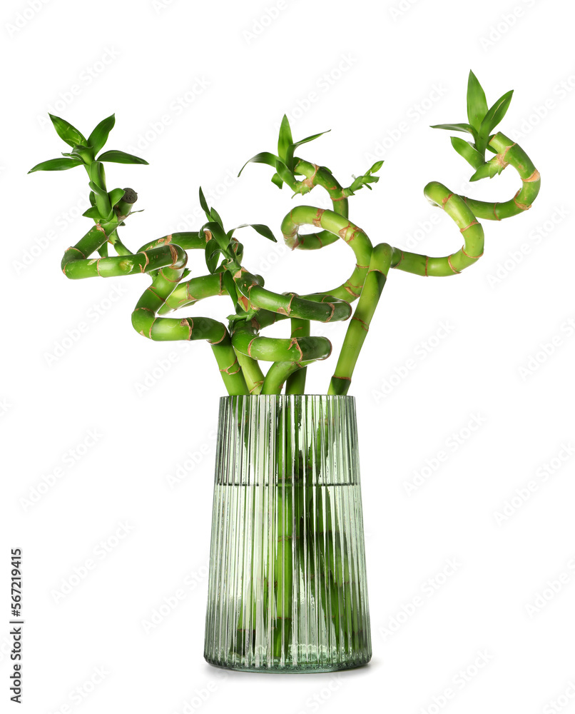 Vase with green bamboo stems on white background