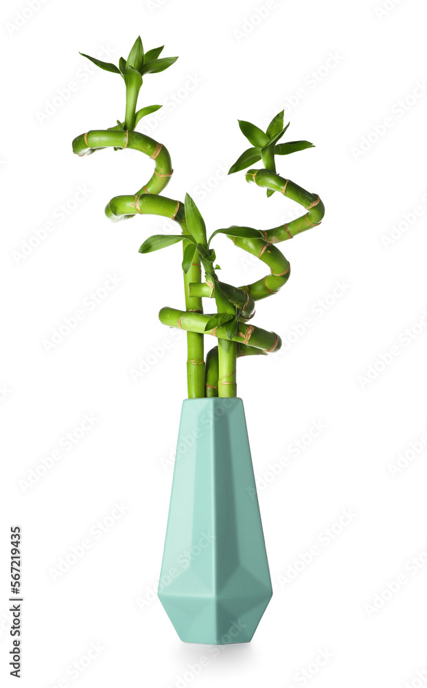 Vase with green bamboo stems on white background