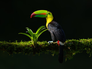 Keel-billed Toucan portrait on mossy stick against dark green background