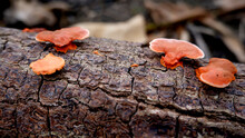 Orange Wild Mushroom Plants Live On Dead Serut Wood