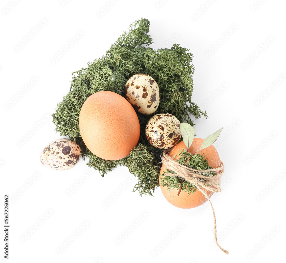 Moss nest with Easter eggs isolated on white background