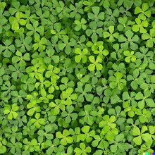 AI Generated Green Lucky Irish Four Leaf Clover Shamrock Background Close Up