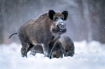 Wall Mural - Wild boar in winter scenery ( Sus scrofa )