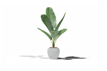 Wall Mural - Banana plant in the vase