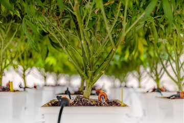 Wall Mural - Strong cannabis tree in feeding water and food to cannabis