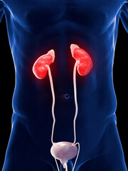 Wall Mural - 3d rendered medical illustration of a man's kidneys