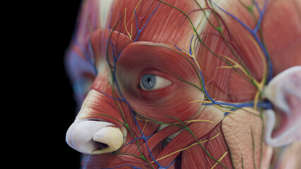 3d rendered medical illustration of a man's facial muscles