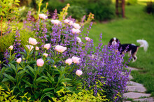 Perennial Flowers In Summer - Catmint (nepeta) And Peony Blooming Together. Beautiful Plants Combination For English Private Garden, Companion Plants In Landscape Design