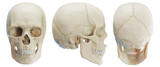 Fototapeta  - 3d medical illustration of the human skull