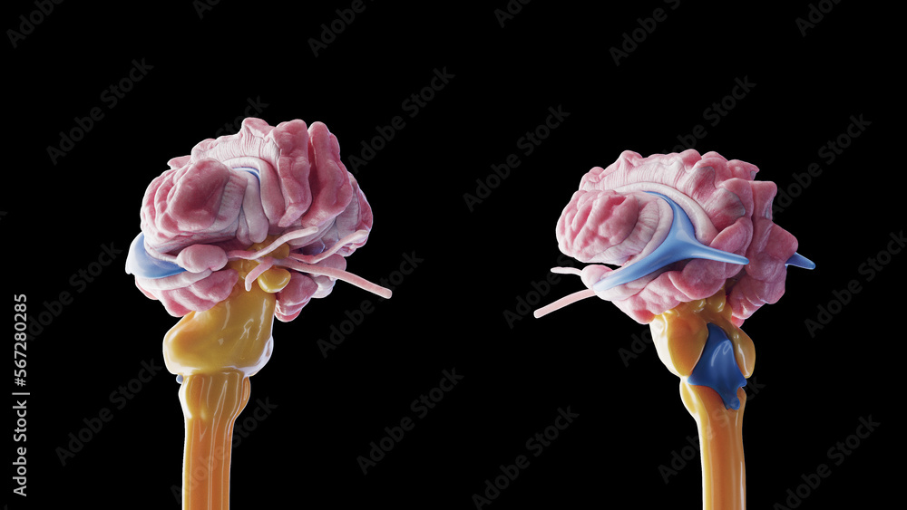 3d medical illustration of the human brain Stock Illustration | Adobe Stock