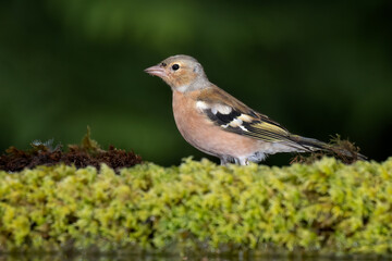 Aufkleber - A close up of a male chaffinch as he is standing on vegetation by the side of a pool