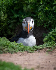 Poster - Close up of the top half of an atlantic puffin as it emerges from its burrow in the undergrowth. It is looking straight at the camera
