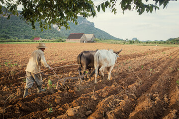 traditional plowing with cows in Cuba