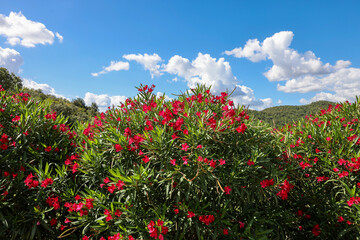 Sticker - Beautiful small Oleander flowers. a poisonous evergreen  shrub that is widely grown in warm countries for its clusters of white, pink, or red flowers.