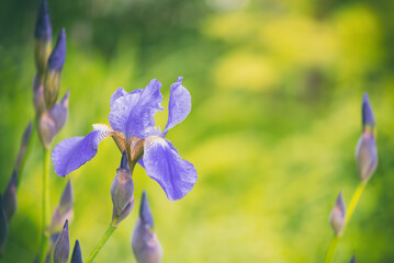 Wall Mural - Blue iris flower on a green blurred background. Beautiful spring background. Selective soft focus.