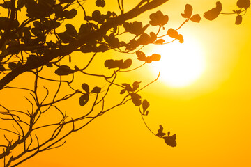 Wall Mural - Tree branches through sunset sun, summer sunset landscape