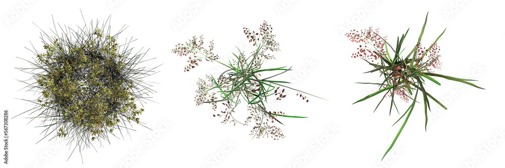 wild field grass, top view, isolated on a transparent background, 3D illustration, cg render
