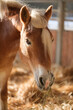 Brown horse in stable eating hay and straw on a sunny day. Mane is tied into a ponytail. Feeding in the horse stall. Closeup of the head.