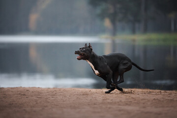 Wall Mural - black pit bull terrier run on beach. dog in nature at lake