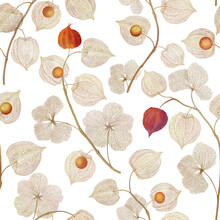 Physalis Dry Plants Seamless Watercolor Pattern  Cape Gooseberry Flowers Botanical Illustration Autumn Aztec Berries Golden Berry Structure Isolated On White