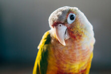 Close-up Of Parrot