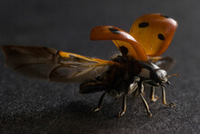 Ladybird Or Ladybug (Coccinella Septempunctata)