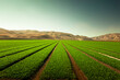 © Cavan Images - A green row lettuce field in the Salinas Valley, California USA.