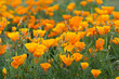 Eschscholzia californica -  orange California poppy.