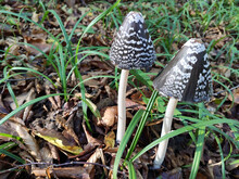 Two Poisonous Forest Mushrooms Amanita With Black-brown Hats And White Spots, Green Grass And Dry Fallen Leaves, Close-up