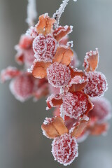 Poster - Frost covered American bittersweet berries (Celastrus scandens)