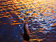 Fishing at sunset. Catching predatory fish on spinning. Sunset colors on the water surface, sunny path from the low sun. Nerfling caught on a spinner