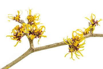 Yellow flowers on a blooming witch hazel branch (Hamamelis) isolated on a white background, medicinal plant used for skin care cosmetics, copy space, selected focus