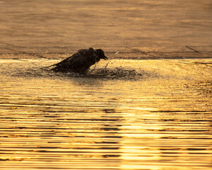 Sticker - The bird bathes in the water at sunset.