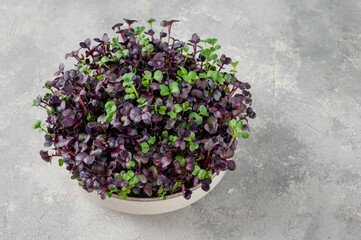 Wall Mural - Fresh radish microgreens, mix of green and purple leaves in a ceramic bowl. Vegan and healthy eating concept. Micro herbs. Copy space.