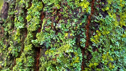 Wall Mural - Lichens overgrown tree trunk, symbiosis of fungus and algae, indicator species, Slider shot