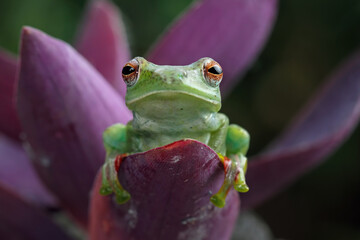 Jade tree frog sitting on leaves, Rhacophorus dulitensis (zhangixalus dulitensis), animals closup