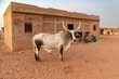 © robertharding - Bull standing in front of a village main house in a rural area of Northern Senegal, West Africa, Africa