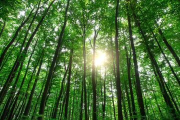 Sticker - Forest trees. nature green wood sunlight backgrounds