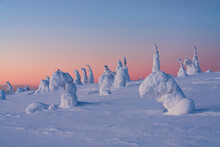 Pink Sunset Over Ice Sculptures In The Winter Scenery Of Finnish Lapland, Riisitunturi National Park, Posio, Lapland, Finland, Europe
