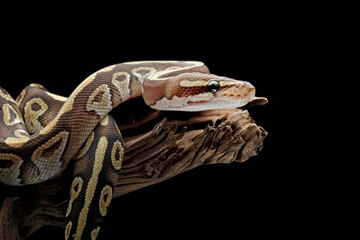 Wall Mural - Ball python snake close up on branch, python regius isolated on blackbackground