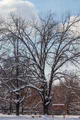 Wall Mural - silhouette crown of sprawling oak tree in winter