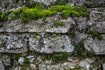 Wall Mural - Mosses growing on a Stone Wall