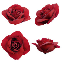 Set Of Red Rose Flower Buds 3d Render Isolated
