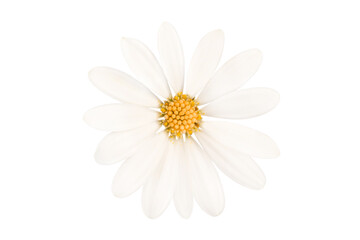 Close up photo of a white daisy, spring flower isolated on white or transparent background, png file